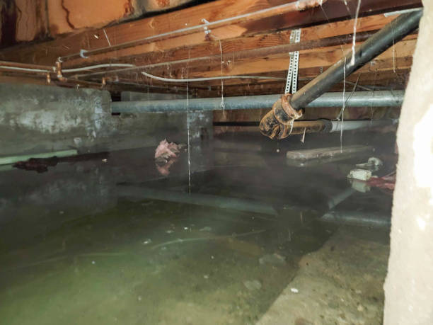 Best Flood damage cleanup  in Wye, MT